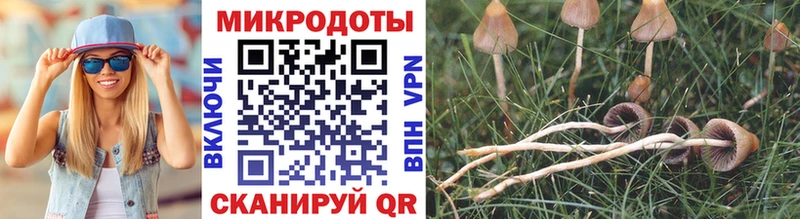 дарнет шоп  Железногорск-Илимский  Псилоцибиновые грибы Magic Shrooms 